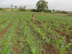 Agriculture : le Togo veut améliorer son conseil agricole