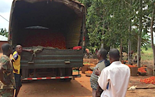 Le gouvernement au secours des producteurs victimes de la fermeture des frontières nigérianes