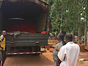 Le gouvernement au secours des producteurs victimes de la fermeture des frontières nigérianes