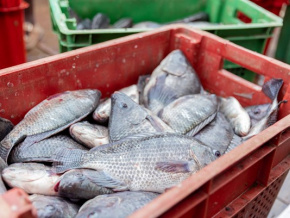 Pêche : 24.000 tonnes de poissons capturées en 2023, en hausse de 7%