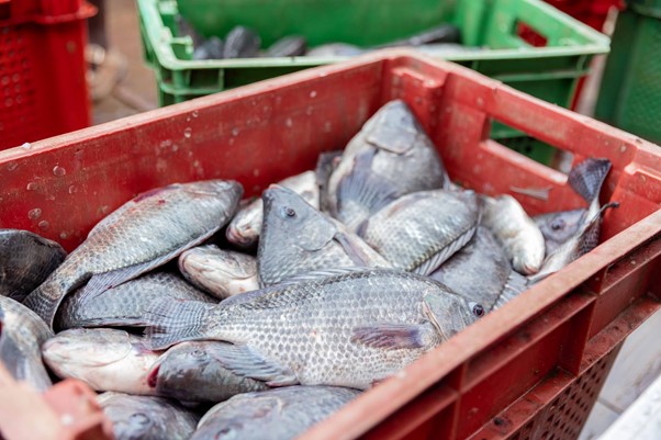 Pêche : 24.000 tonnes de poissons capturées en 2023, en hausse de 7%
