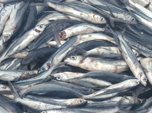 Pêche : reprise des activités sur le Lac Nangbeto