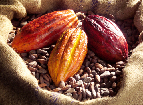 Cacao : le Togo à nouveau primé à l&#039;international