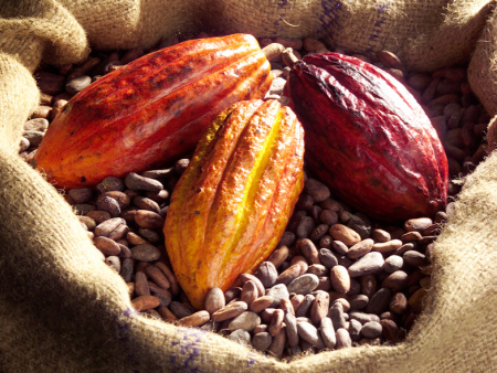 Cacao : le Togo à nouveau primé à l&#039;international
