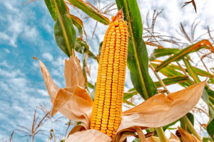 Campagne agricole 2021-2022 : nouveaux excédents enregistrés dans plusieurs filières