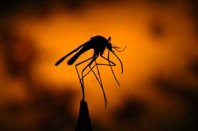 paludisme-la-campagne-de-traitement-preventif-aura-lieu-dans-les-plateaux
