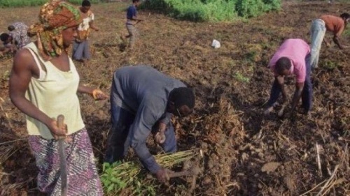 Le gouvernement ivoirien se lance dans un vaste projet de lutte contre les conflits fonciers en milieu rural