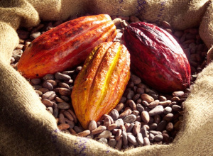 Café-cacao : vers une commercialisation sans contrebande