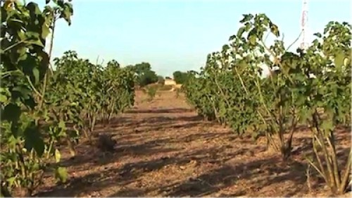 Lomé abrite une assise sous régionale pour la promotion de l’agriculture climato-intelligente