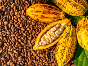 21 000 plants améliorés de cacaoyer et caféier pour la nouvelle campagne agricole