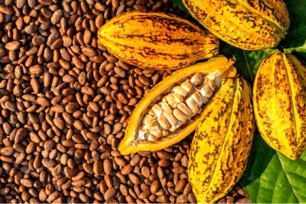 21 000 plants améliorés de cacaoyer et caféier pour la nouvelle campagne agricole