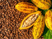 21 000 plants améliorés de cacaoyer et caféier pour la nouvelle campagne agricole