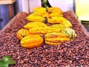 Côte d’ivoire : meilleures perspectives en vue pour le cacao malgré la crainte de l’humidité