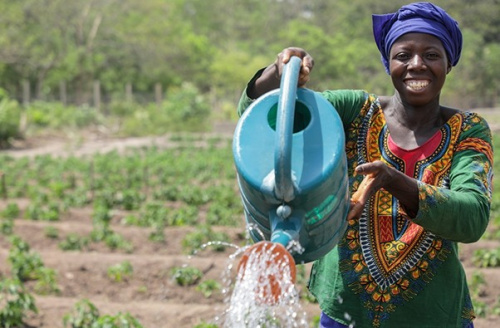 Mara&icirc;chage : les producteurs b&eacute;n&eacute;ficient d'un appui du ProMIFA