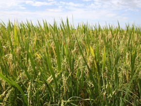 Des experts sud-coréens attendus cette semaine pour la phase pilote de l’Agropole de Kara