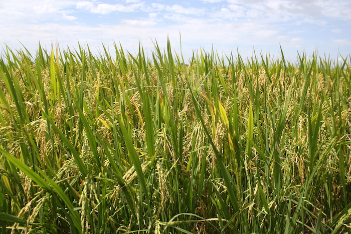 Des experts sud-coréens attendus cette semaine pour la phase pilote de l’Agropole de Kara