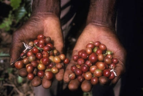 Bernadette Légzim-Balouki, la ministre en charge du Commerce, lance la campagne de commercialisation du café et du cacao