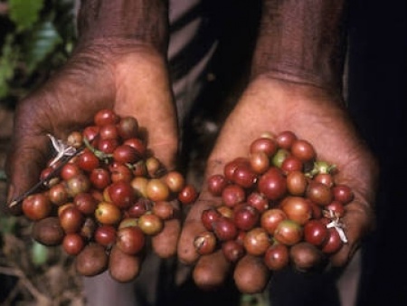 Bernadette Légzim-Balouki, la ministre en charge du Commerce, lance la campagne de commercialisation du café et du cacao