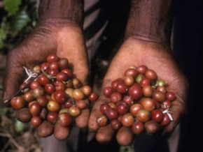 Bernadette Légzim-Balouki, la ministre en charge du Commerce, lance la campagne de commercialisation du café et du cacao