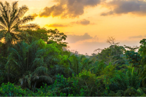 Le Togo veut planter un milliard d’arbres au cours des 10 prochaines années
