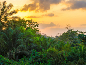 Le Togo veut planter un milliard d’arbres au cours des 10 prochaines années