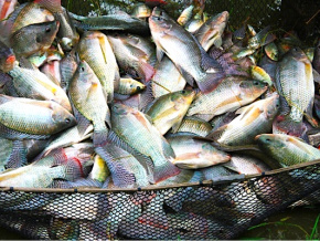 Pêche illicite : le Togo pour une “utilisation responsable” des ressources