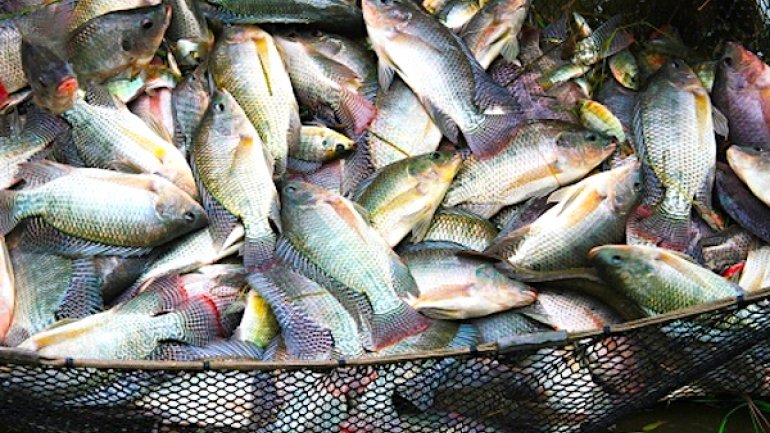 Pêche illicite : le Togo pour une “utilisation responsable” des ressources