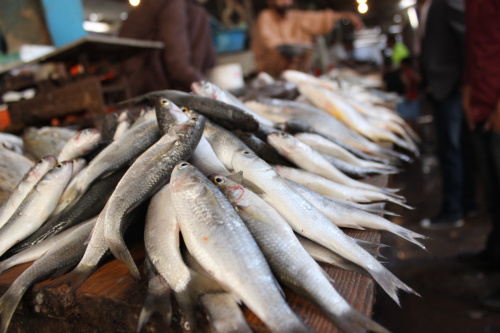 Pêche et aquaculture : un budget prévisionnel de 2 milliards FCFA en 2024