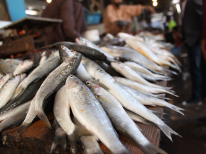 Pêche et aquaculture : un budget prévisionnel de 2 milliards FCFA en 2024