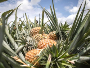 Nouvel appui pour la filière ananas