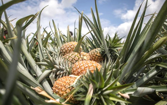 Nouvel appui pour la filière ananas