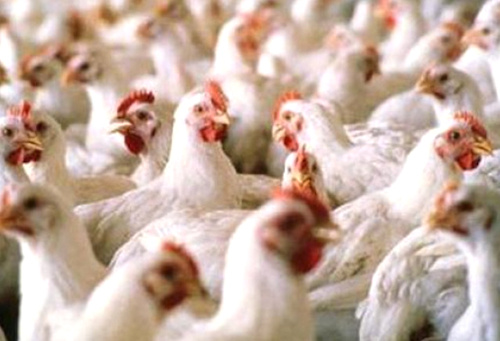 Grippe aviaire : le Togo interdit l’importation de volailles en provenance de 06 pays
