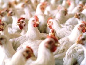 Grippe aviaire : le Togo interdit l’importation de volailles en provenance de 06 pays