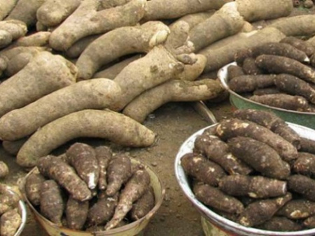 Tubercules : nouvelle hausse de la production en 2024