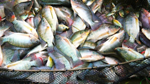 Pêche : un plan d&#039;action pour booster la filière poisson