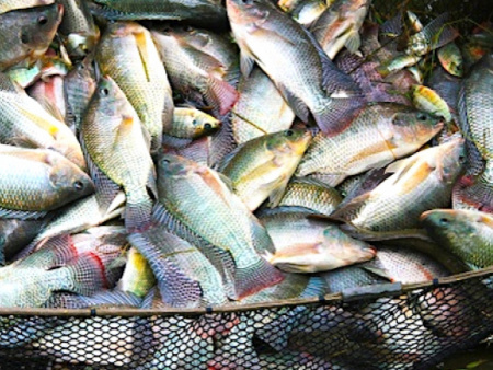 Pêche : un plan d&#039;action pour booster la filière poisson
