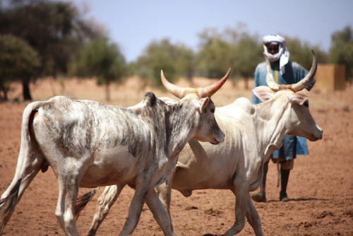 Transhumance : l’expertise togolaise saluée