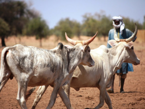 Transhumance : l’expertise togolaise saluée