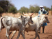 Transhumance : l’expertise togolaise saluée