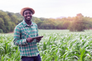 Agriculture : le ministère recrute 300 techniciens