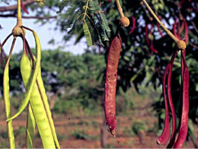 Néré : près de 200 millions FCFA de revenus au cours des trois dernières années