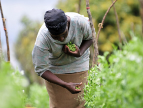 agriculture-vers-une-meilleure-resilience-face-aux-aleas-climatiques