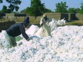 Le Mali deviendra en 2017/2018, le premier producteur africain de coton