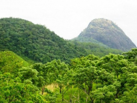 Environnement : vers un renforcement de la biodiversité dans les Plateaux