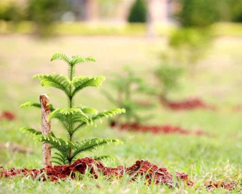 Reboisement : 1,9 millions de plants mis en terre le 1er juin