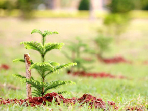 Reboisement : 1,9 millions de plants mis en terre le 1er juin