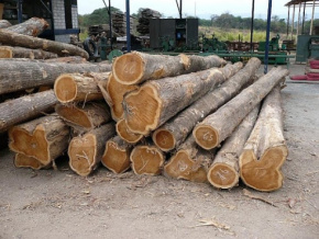 Des produits forestiers aux enchères à partir du 17 mai