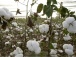 Lomé accueille, du 18 au 20 avril, la 11ème réunion du Programme Régional de Production Intégrée du Coton en Afrique