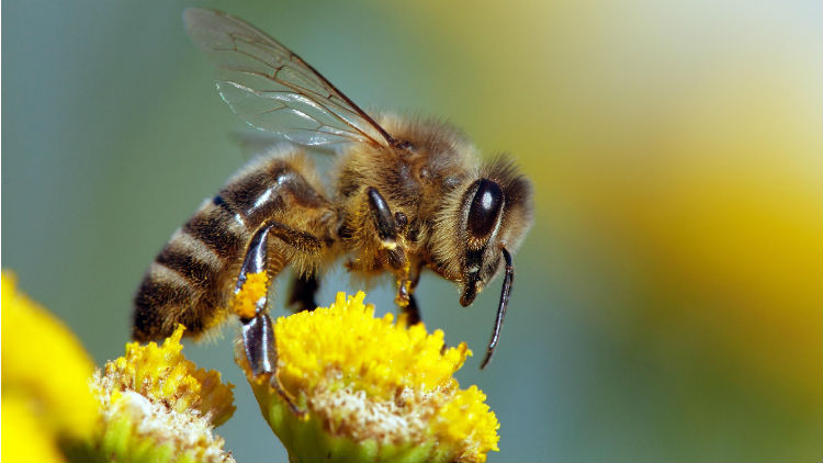 Le Mifa et le groupe américain Koster Keunen s’associent pour la professionnalisation de l’apiculture