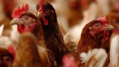 Sénégal : le gouvernement maintiendra l’interdiction d’importation de viande de volaille